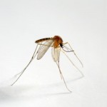 蚊アレルギー-症状