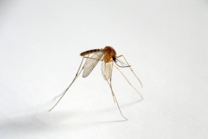 蚊アレルギー-症状